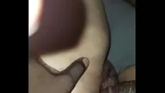 Oynat kedi için eşek